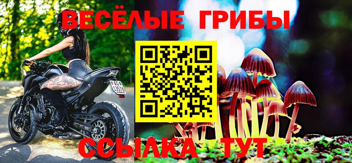 Галлюциногенные грибы Psilocybe Старая Русса